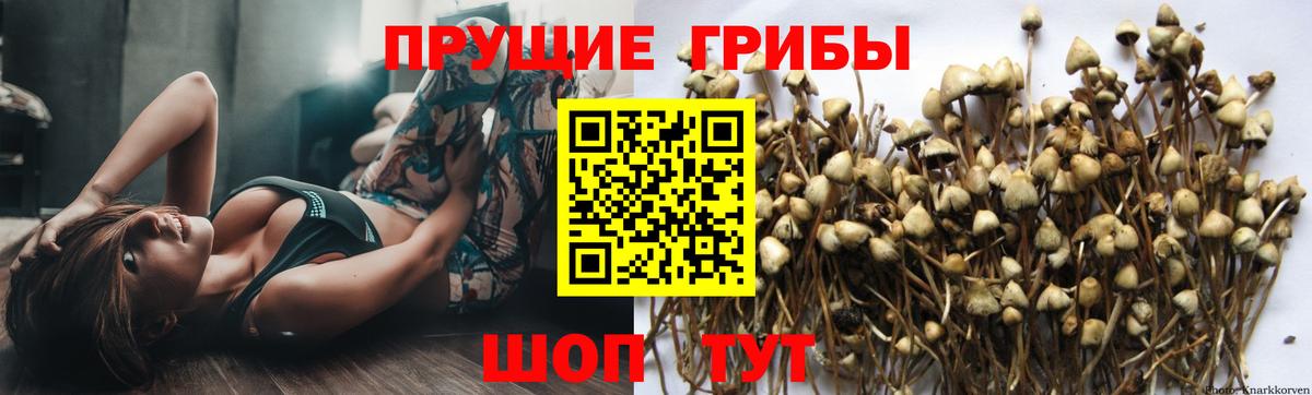 Псилоцибиновые грибы мицелий Кострома